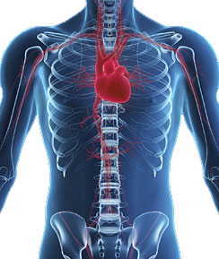 carotid-doppler