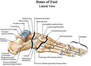 Bones of the Foot