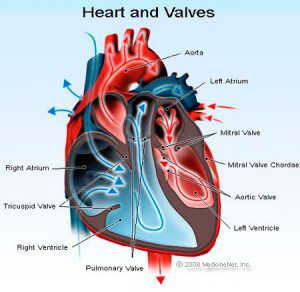 heart doctors near me