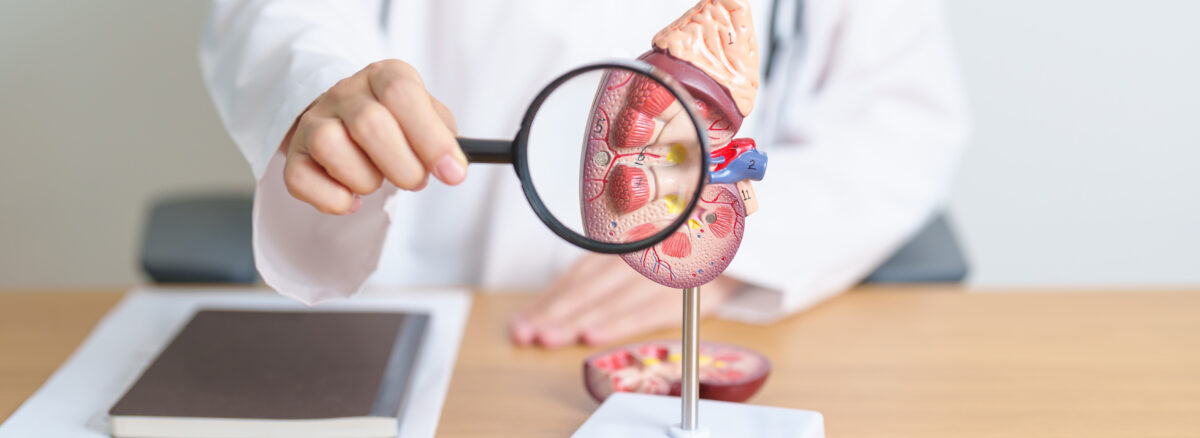 Adrenal Glands: Functions and Disorders