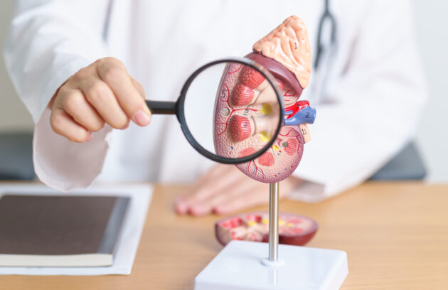 Adrenal Glands: Functions and Disorders